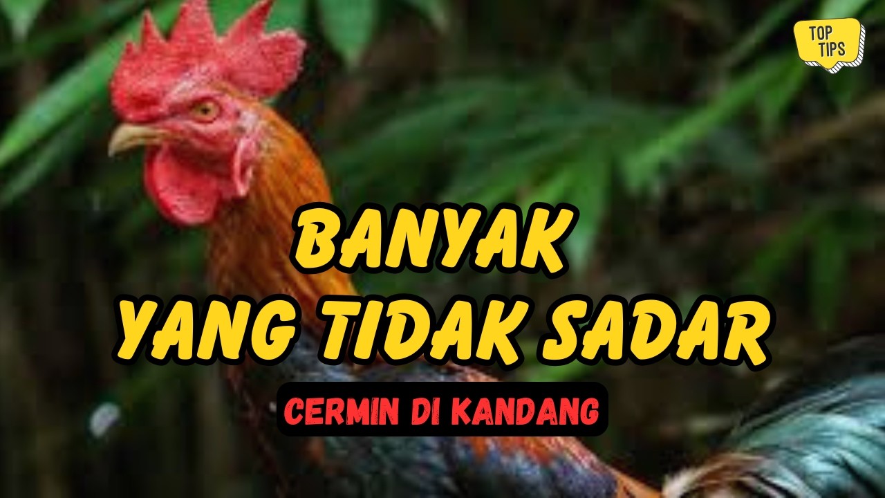 Ayam Sehat Bukan Kebetulan, Ini yang Sering Terlewat