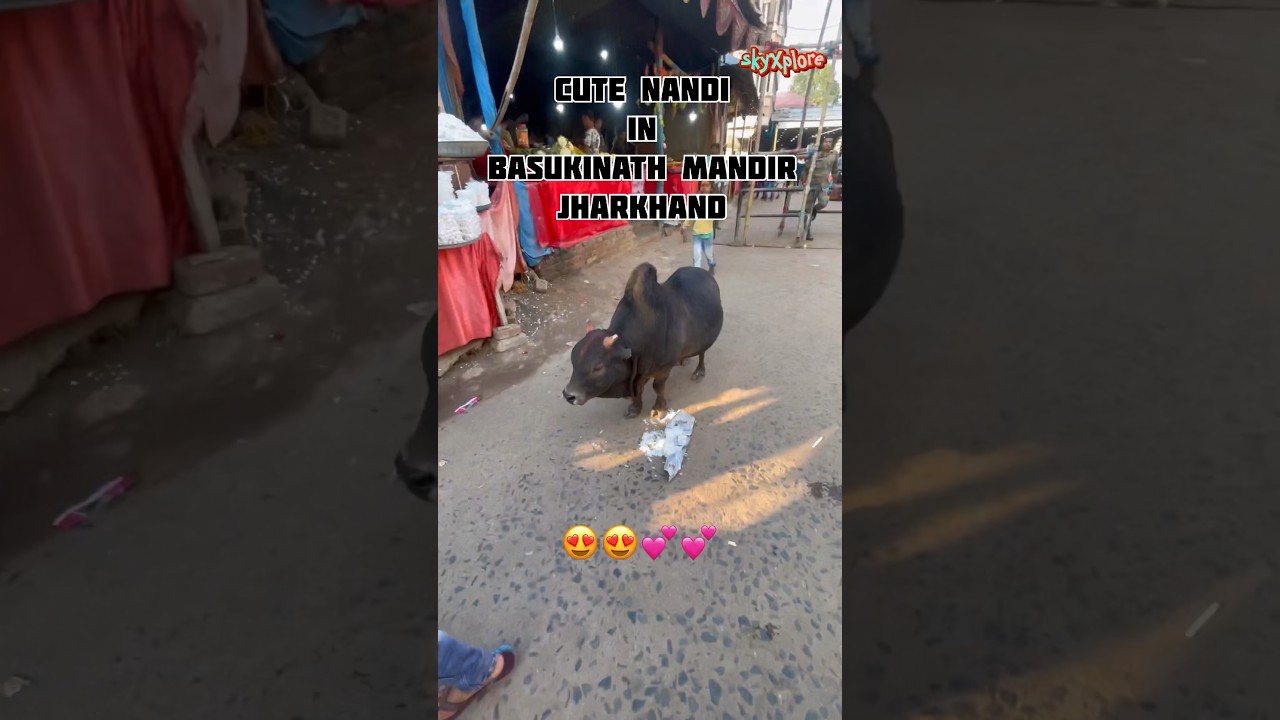 Cute Nandi ji in Basukinath mandir, Deoghar, JHARKHAND #jhar#mahadev #nandi #deoghar