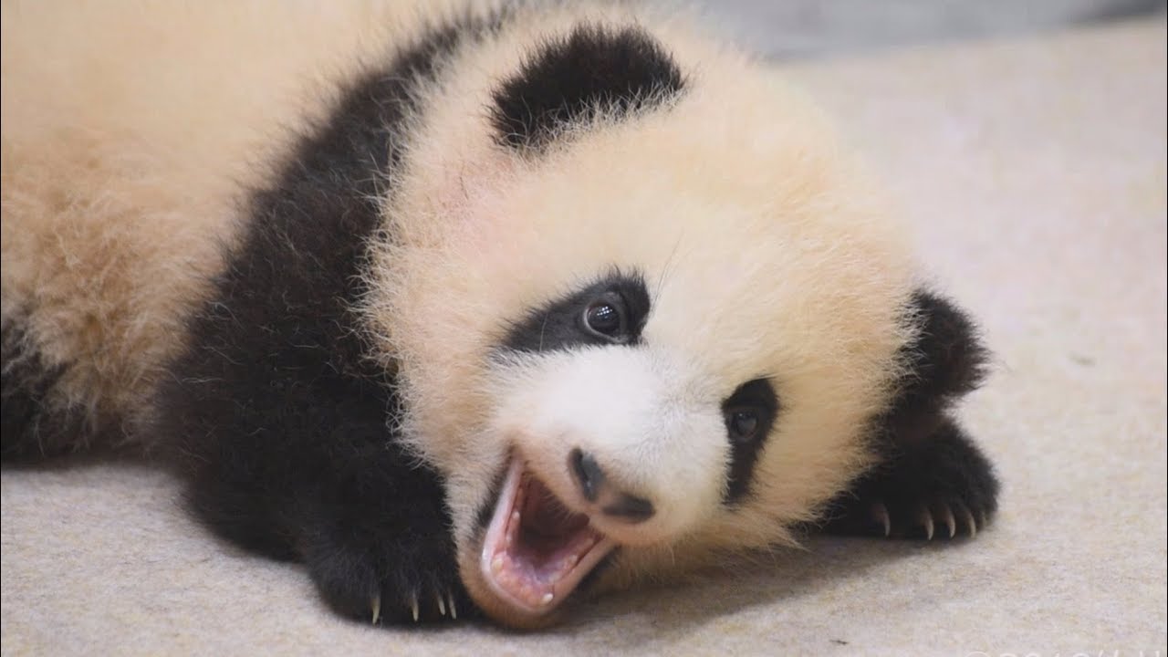 【半目な天使ｗ👼】🐼眠たいベビ浜✨アクビ連発(&acute;Д&sub;ヽ💤【赤ちゃんパンダ115日齢】Giant Panda Baby