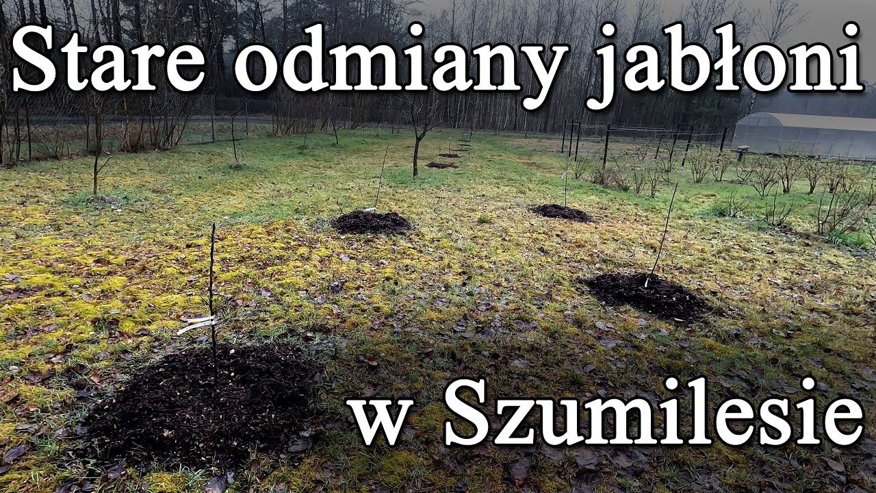 Stare odmiany jabłoni w Szumilesie. Kosztela, Antonówka, Papierówka, Malinówka, Reneta, Koksa itd.