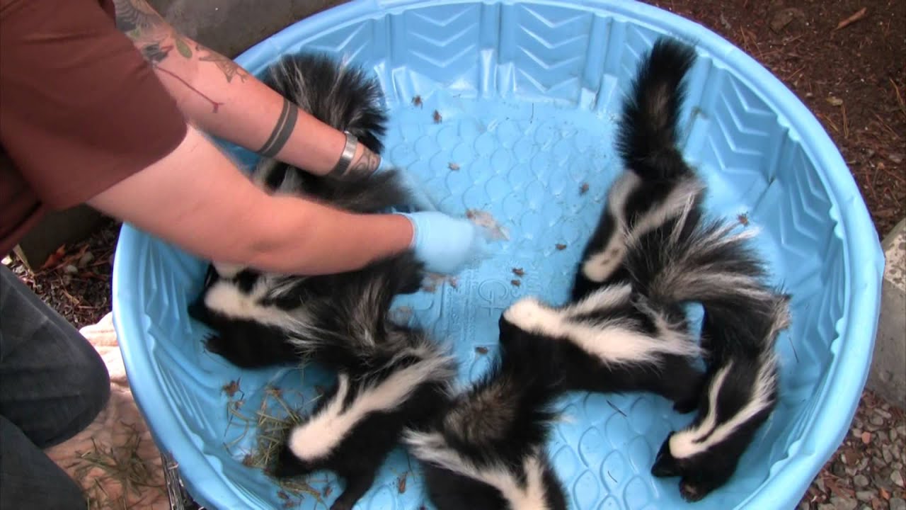 Young skunks learn to hunt insects at WildCare