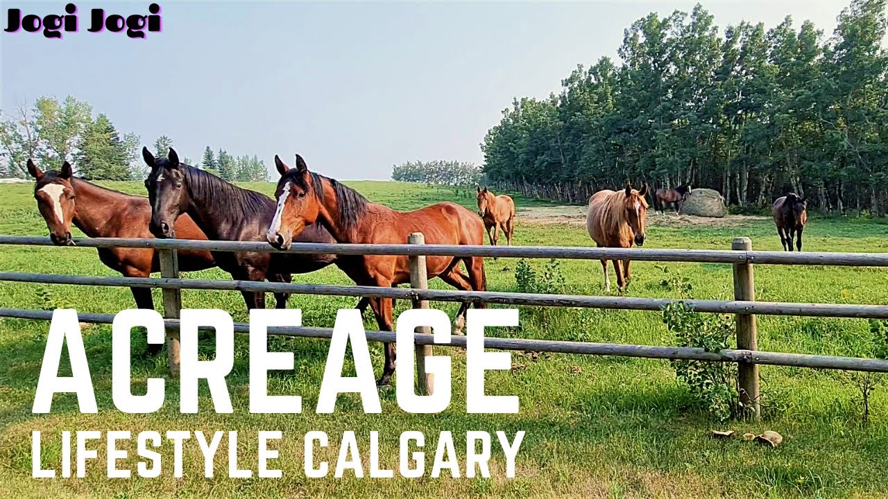 Acreage Life In Calgary | Millions Dollar Life In Calgary | Fresh And Healthy Life Style Of Calgary