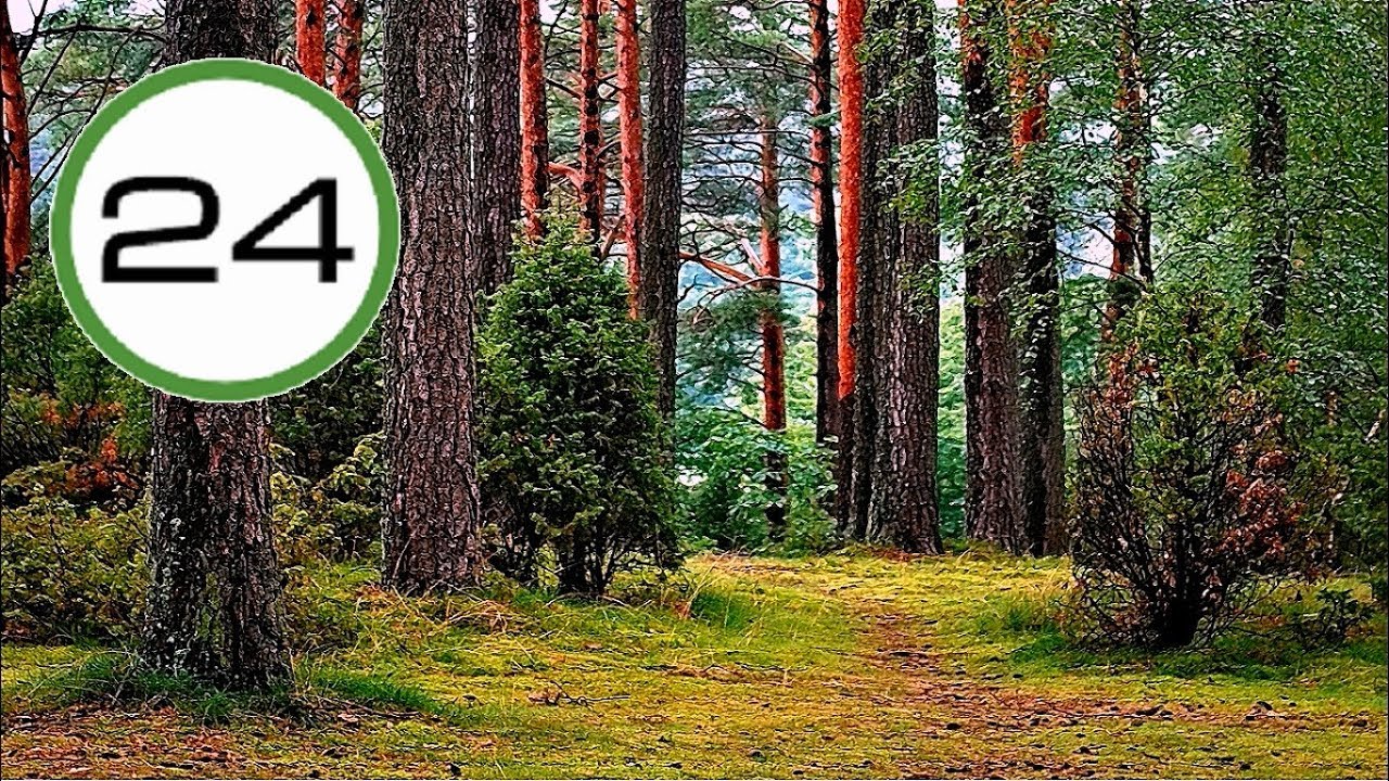 Sonido de BOSQUE🌲🌿 y PÁJAROS🐤 Sin Agua Efecto Relajante para Dormir, Estudiar Relajarse y Meditar