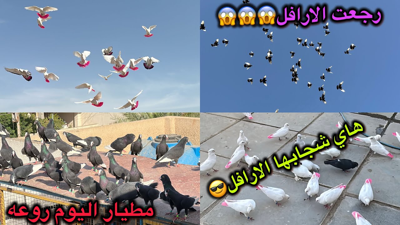 رجعت الارافل كلها معقووله😭مطيار اليوم فوووول😍