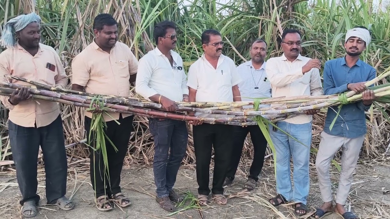 ನಮ್ಮ ಸರ್ವಶ್ರೀ ಕಂಪನಿಯಿಂದ ಬೆಳೆದ ಕಬ್ಬಿನ ಬೆಳೆ ಸಿದ್ದು ಯರಡ್ಡಿ 9902898216