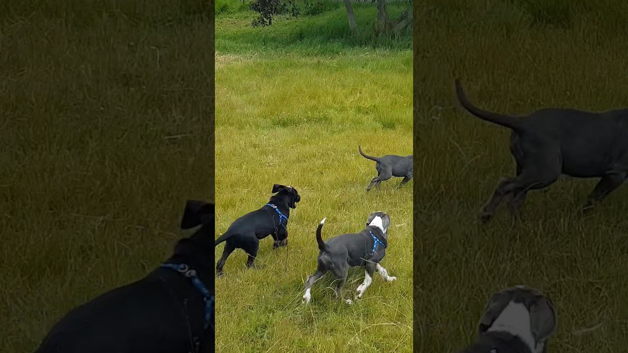 Perros Vikingos la pandilla