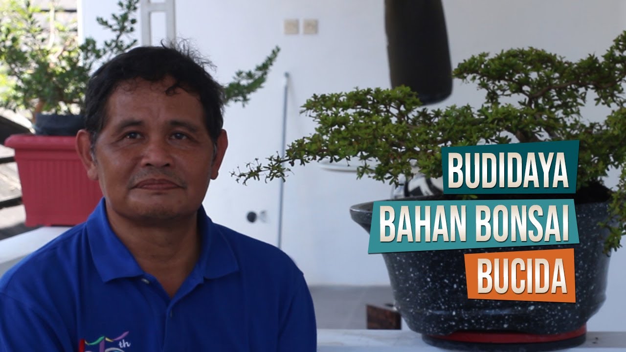 Cara Budidaya Bahan Bonsai Bucida Spinosa / Geometri Bersama Pak Supahar Dari Bangunjiwo, Bantul