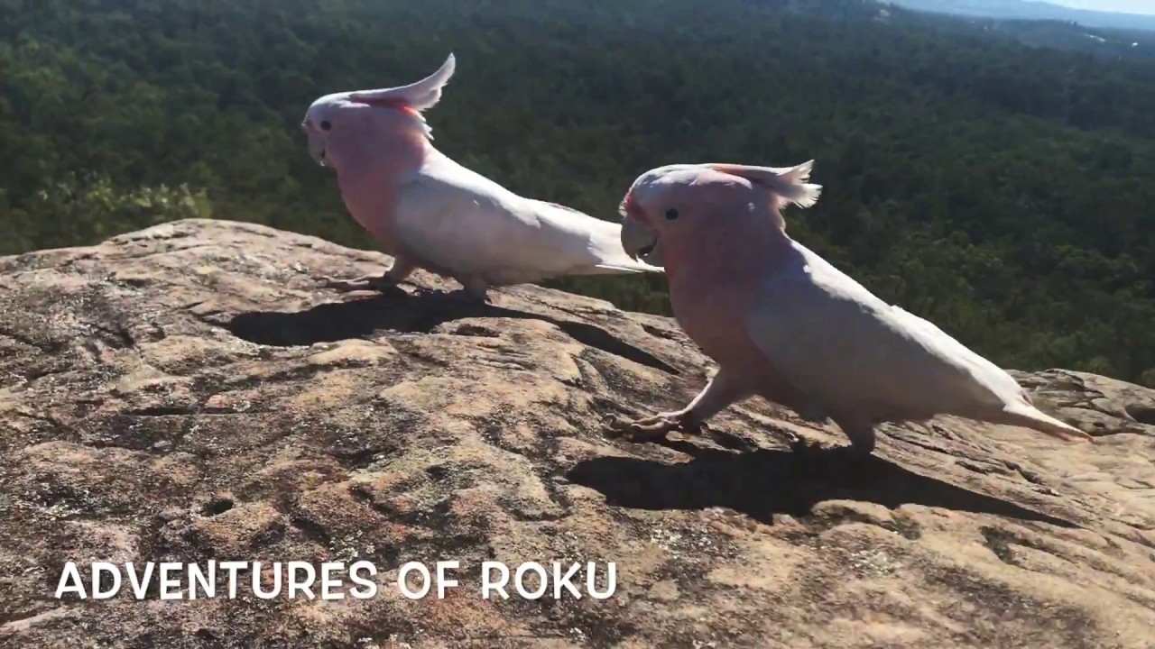 Hiking with Parrots Part 1_2