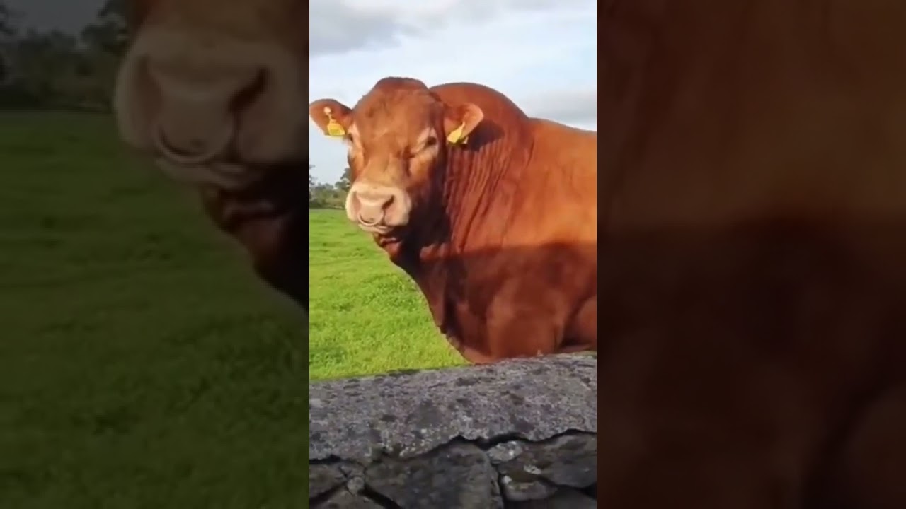 Funny Irish men offer Cow a Ride #shorts