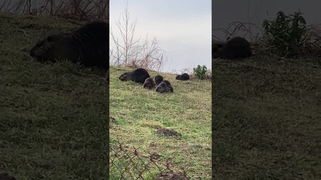 Речная Крыса