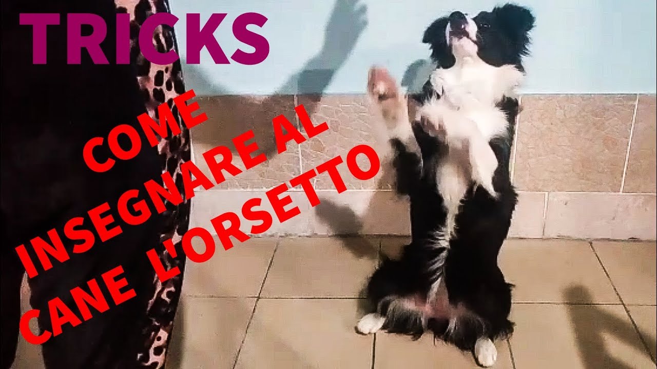 Come insegnare al cane il trick 