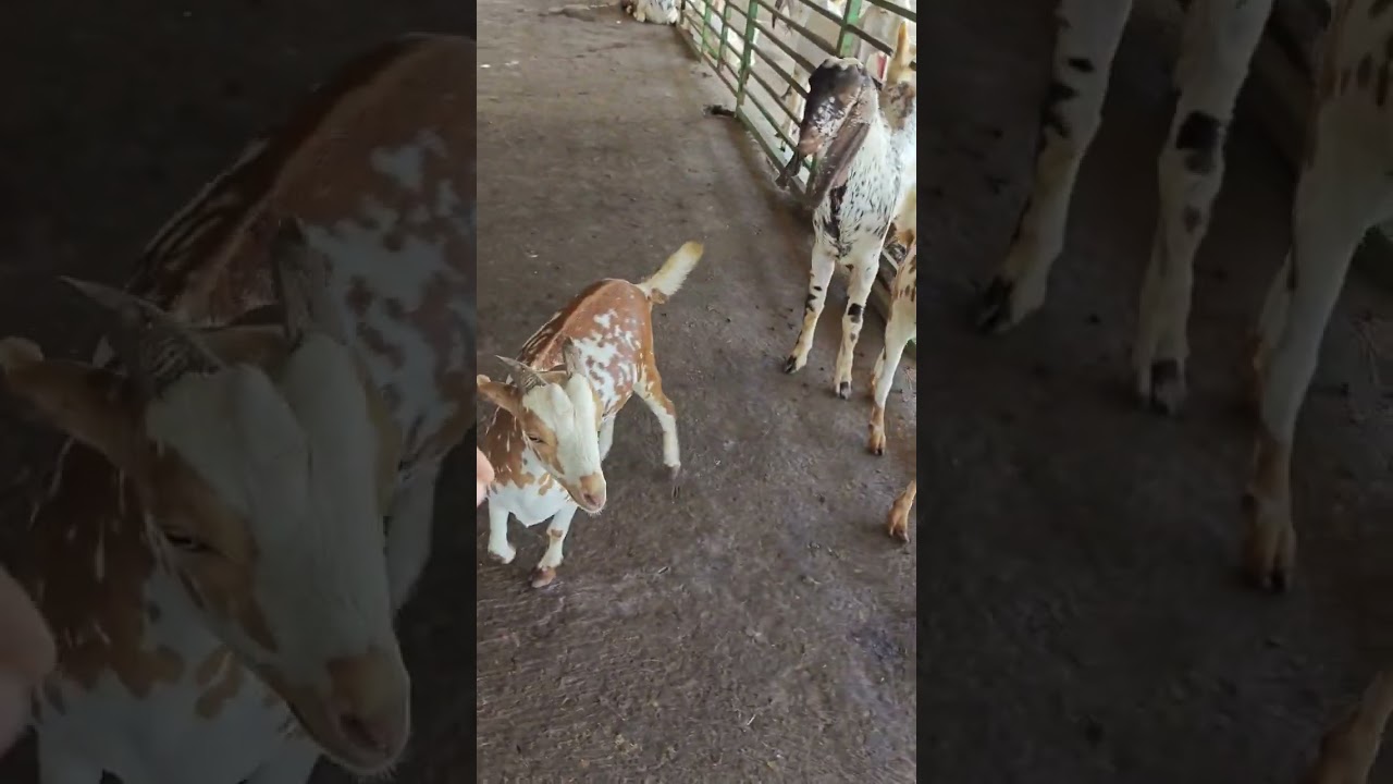 Ksa connect goats 