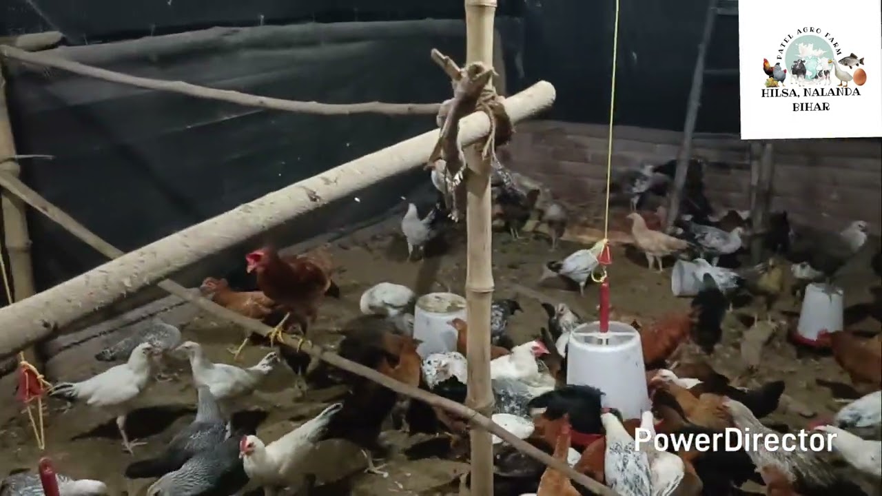 21साल के लड़के का देशी पोल्ट्री फार्म #duckfarming 