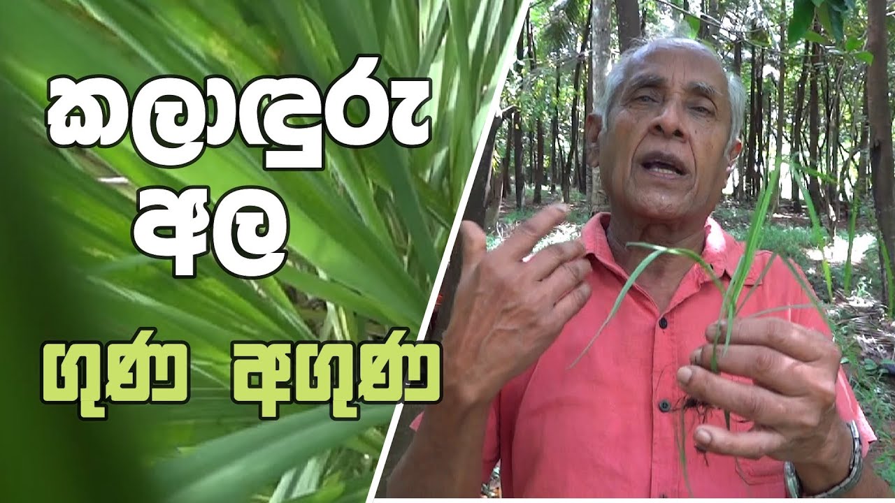 ''කලාඳුරු අල '' ගුණ අගුණ. රෝග රැසකට ගුණදෙන විශ්මිත ඖෂධ.