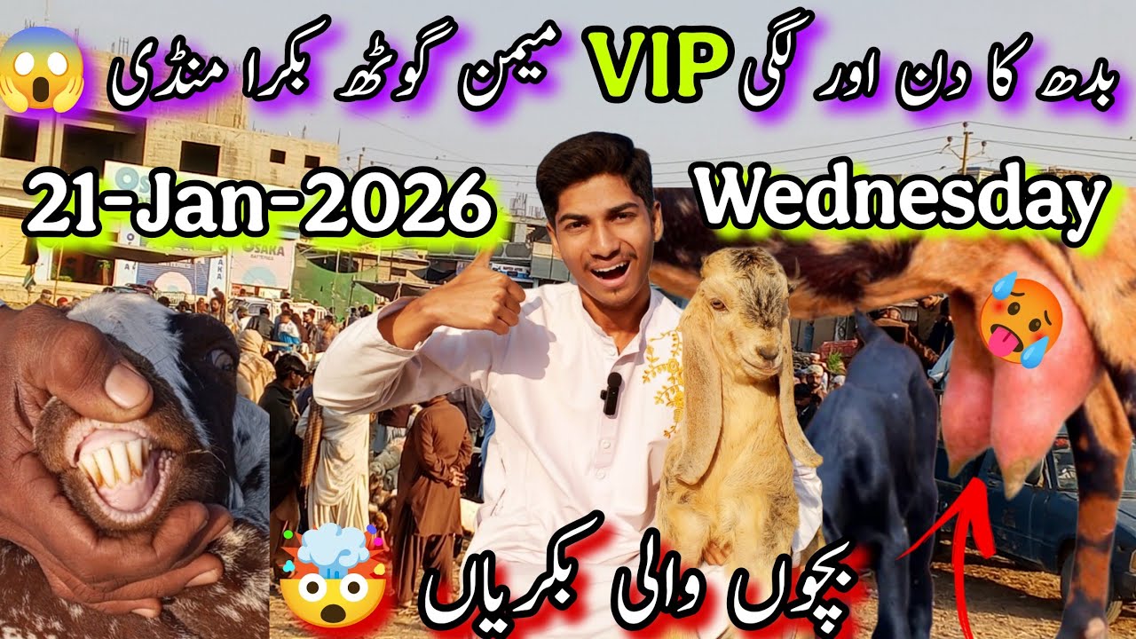 Memon Goth Bakra Mandi Latest Updates | 21-1-2026 | Bachoon Wali Bakriyan| Karachi Bakra Mandi 2026