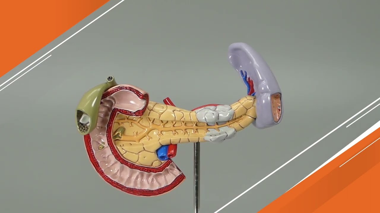 Pancreas, Spleen and Gallbladder Anatomical Model | AnatomyStuff