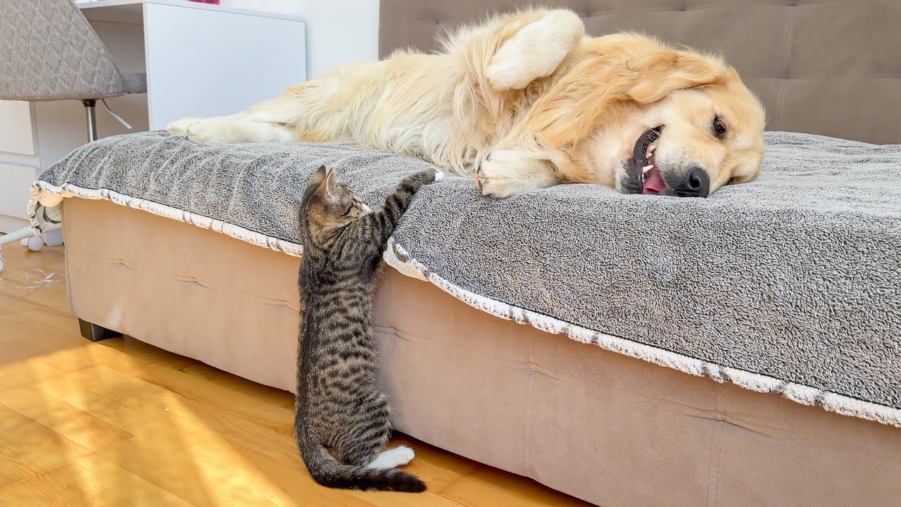 Playful Kitten Meets a Golden Retriever on the Couch &ndash; What Happens Next Is Adorable!