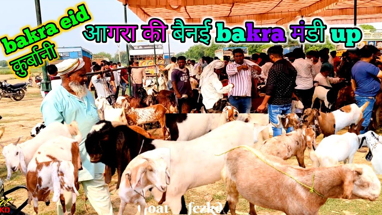 May 29 2025 bakra eid क़ुर्बानी आगरा की बैनई bakra मंडी up goat life zkd new videos goatfarming #cow