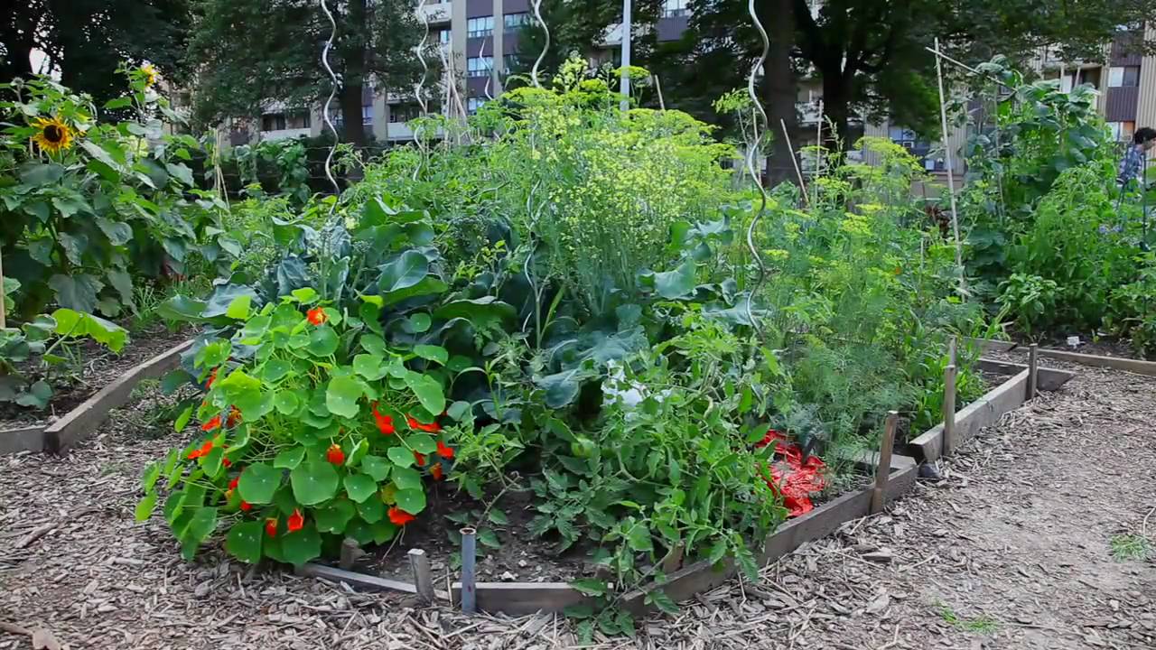 Live Green Toronto - Starting a Community Garden