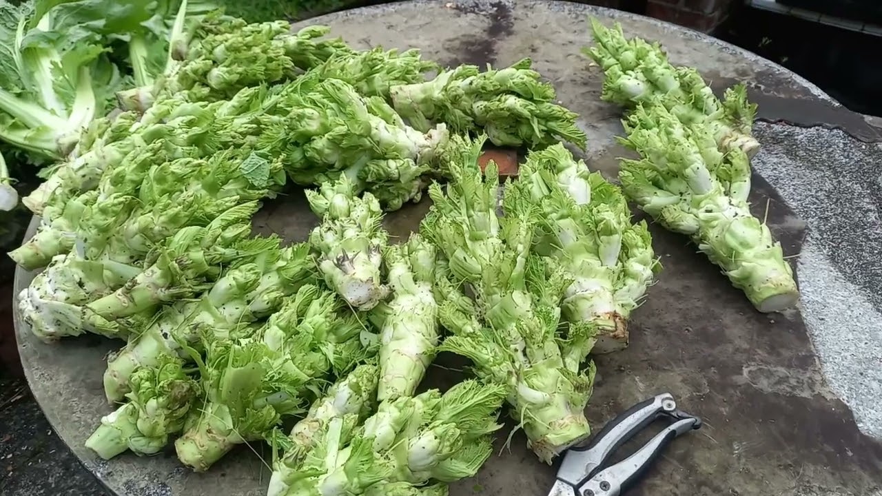收娃娃菜醃酸菜  cuối mùa thu hoạch cải mầm đá về muối chua \cuối tuần có gì vui \TV đài loan