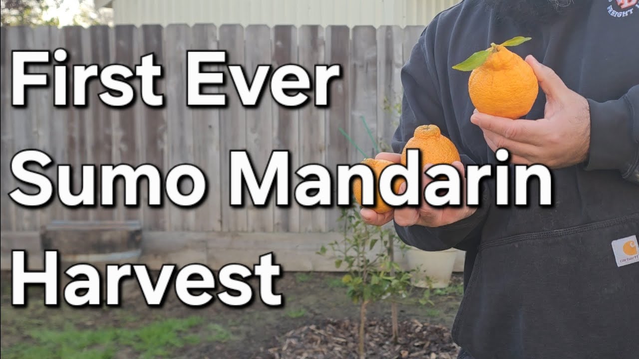 Fist Ever Sumo Mandarin Harvest Taste Test compared To Store Bought Sumo Shiranui Dekopon Mandarin 