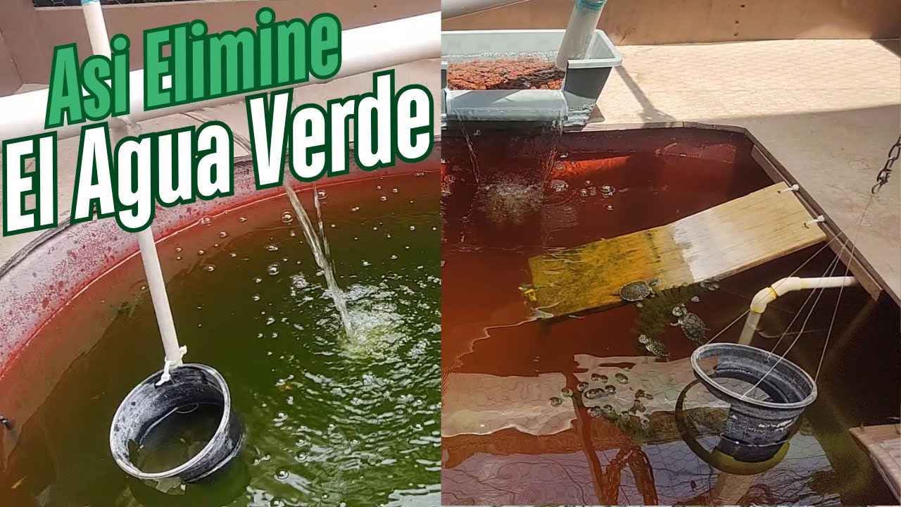 Así ELIMINE el AGUA VERDE del hábitat de mis Tortugas