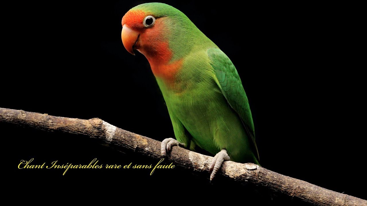 Chant Inséparables rare et sans faute #inseparables