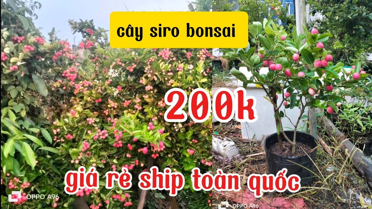 giao lưu cây siro bonsai và cây lua 200k .300k... cây siro kim Quyên