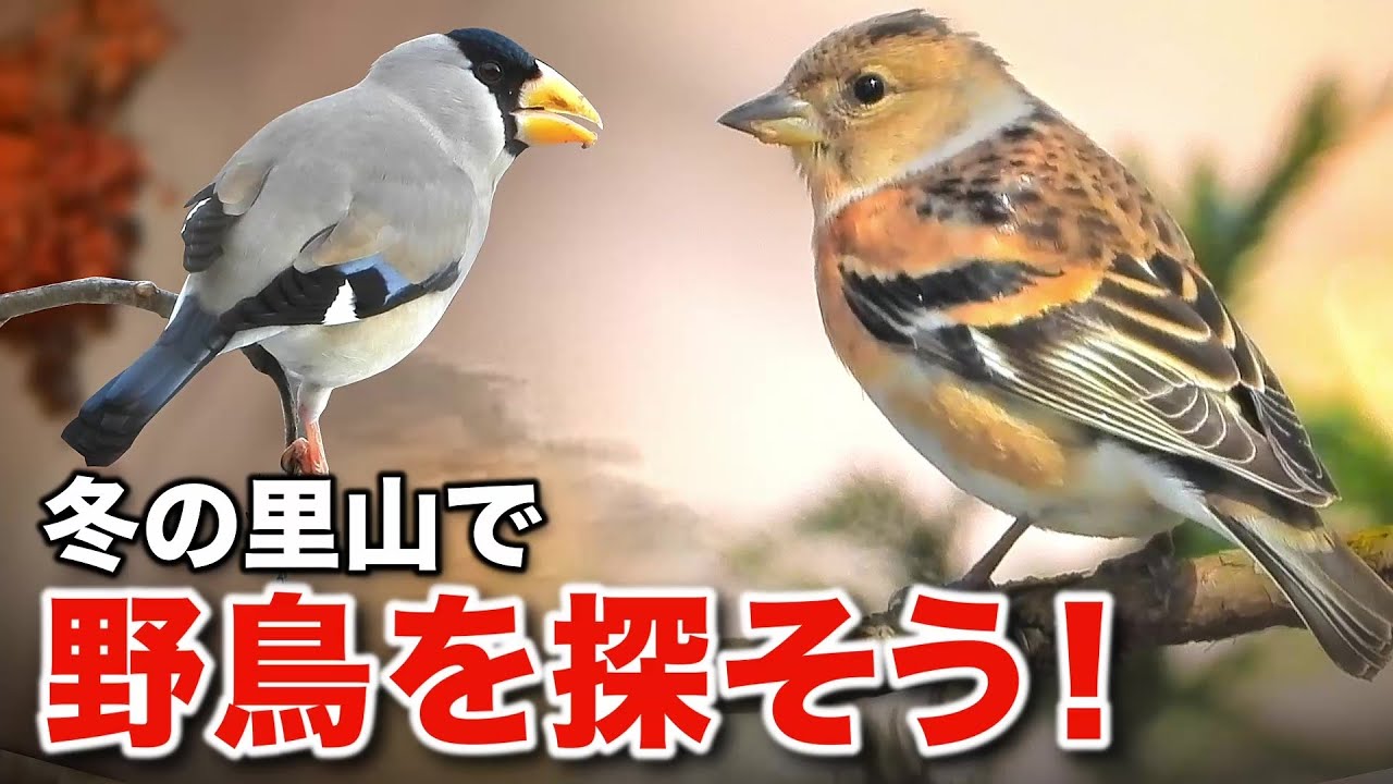 雪の中で懸命に生きる野鳥たちを観察してみよう！
