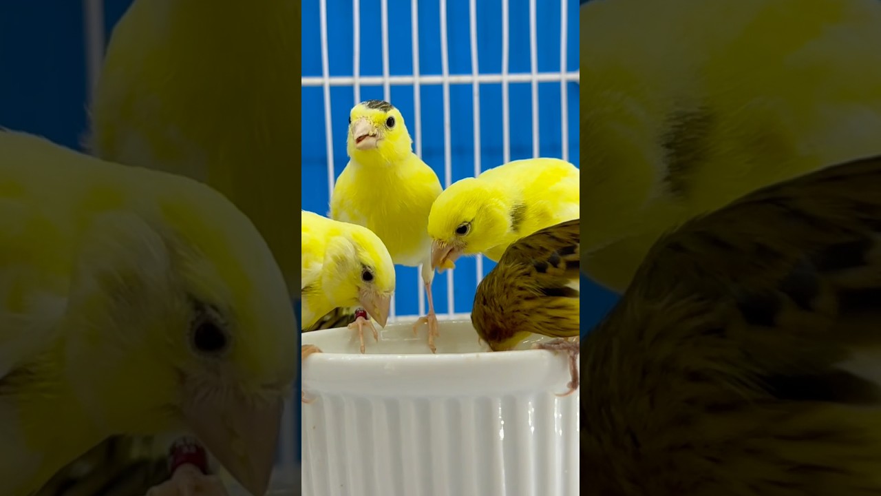 Origem do Canário Timbrado Espanhol