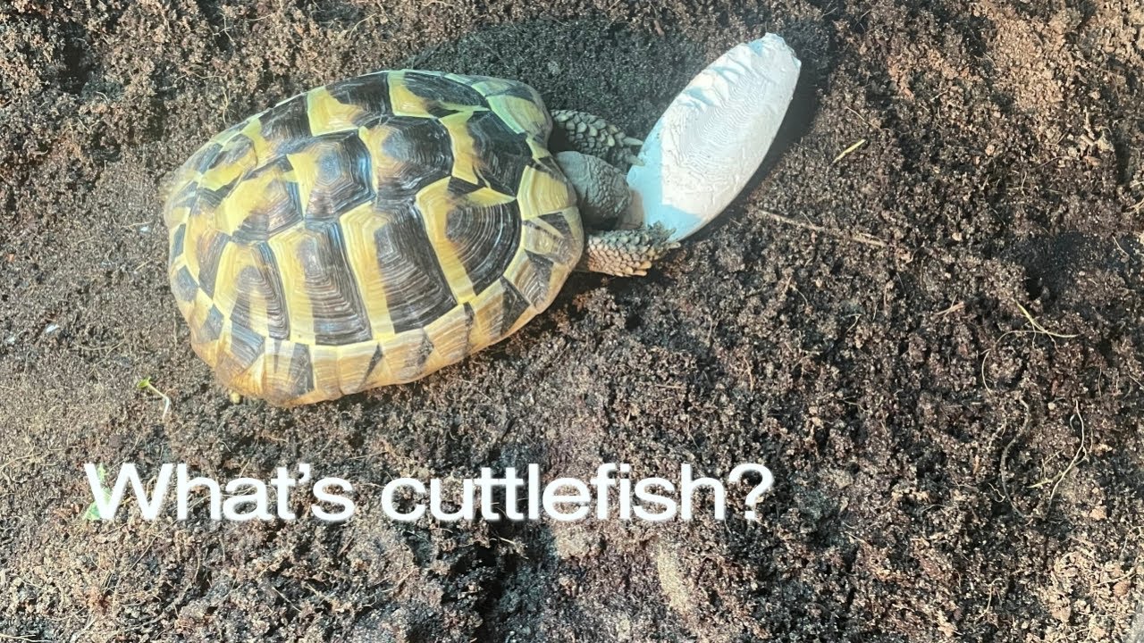 What is cuttlefish bone?