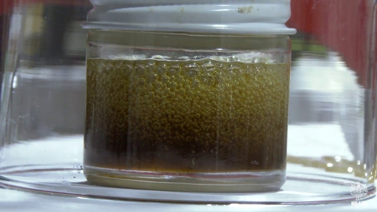 HQ Barcelona x Ripper Seeds.