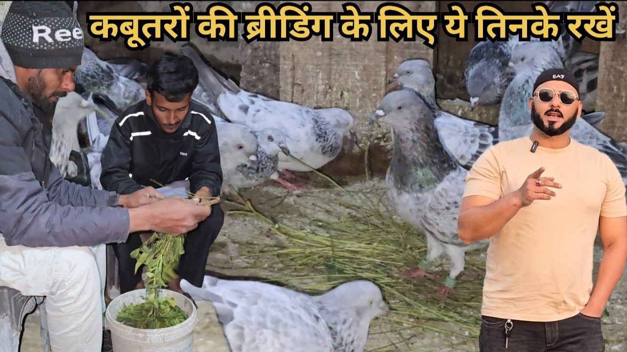 Jode Wale Kabootaro Ke Liye Ye Tinke Zaroor Rakhen | Pigeons Loft | Breeding Pair | Tonk Pigeon Club