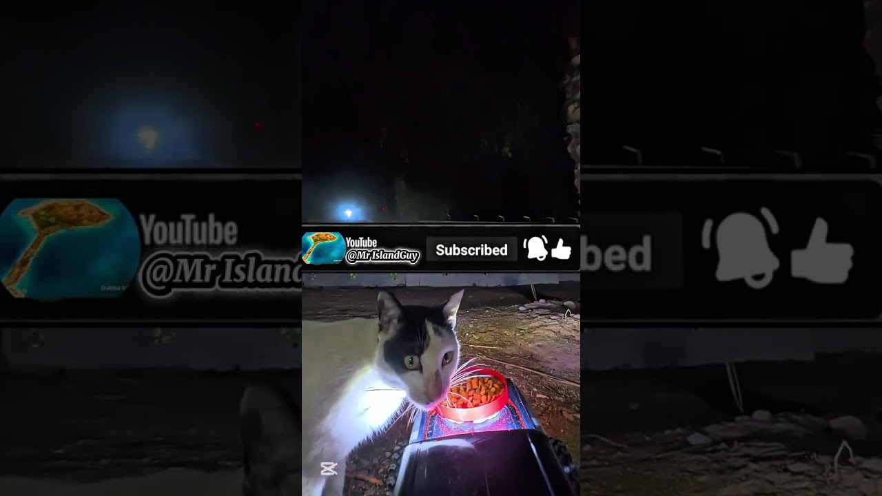 Feeding stray cat on day 7 🐈