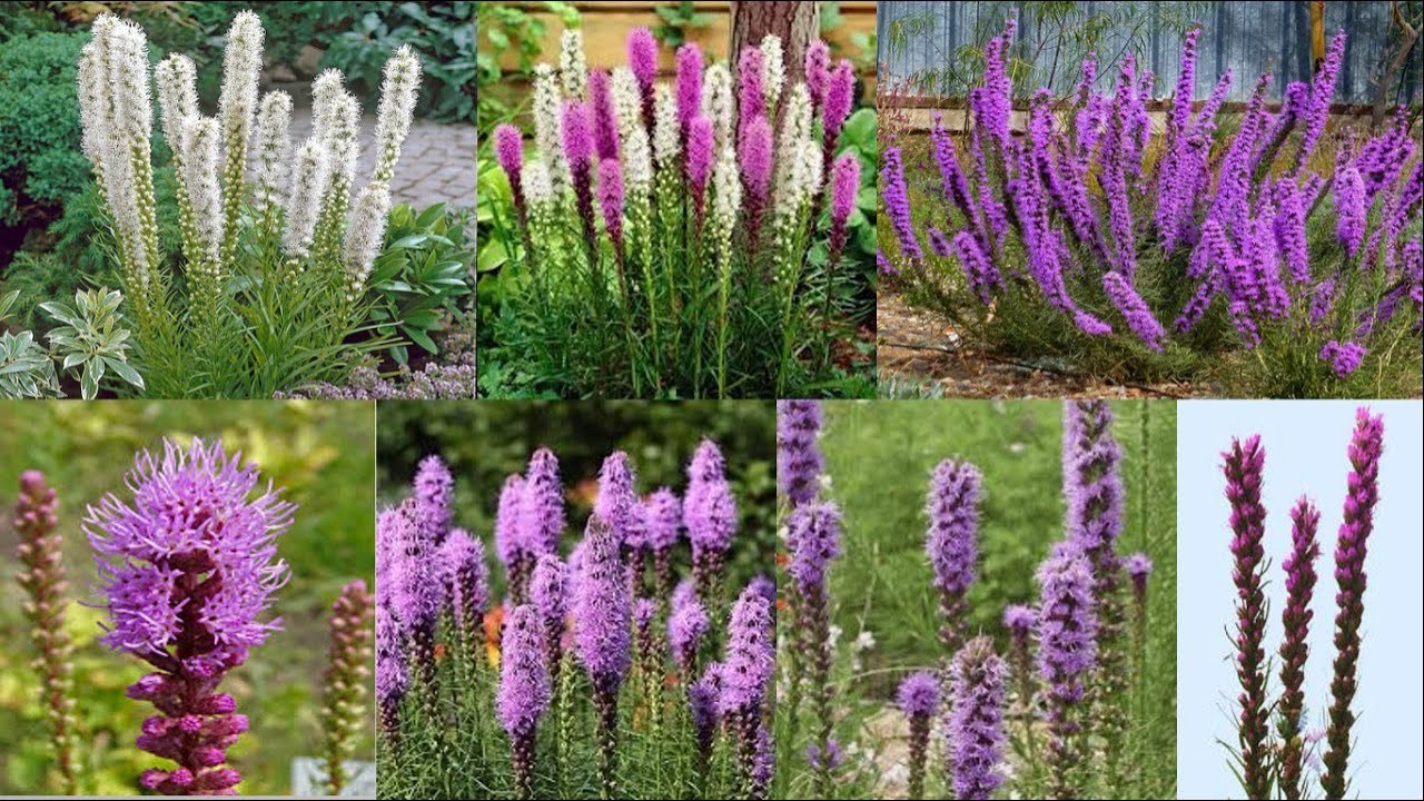 LIATRIS