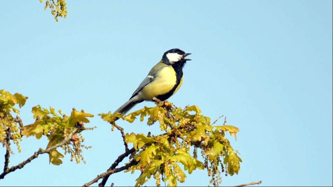 Great Tit Calling