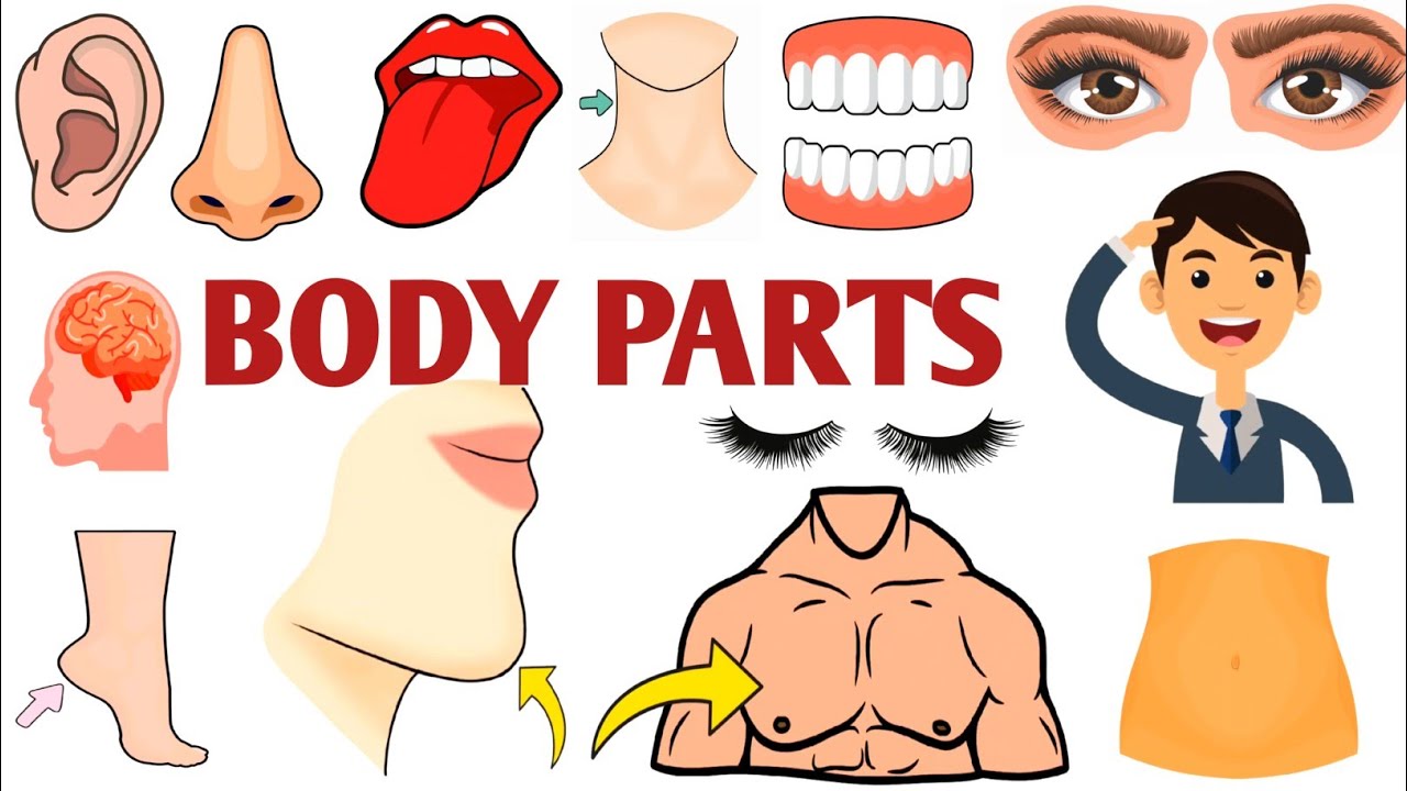 Parts of the Body | Parts of the Body for LKG Kids | Learn Body Parts & Sense Organs | #partsofbody 