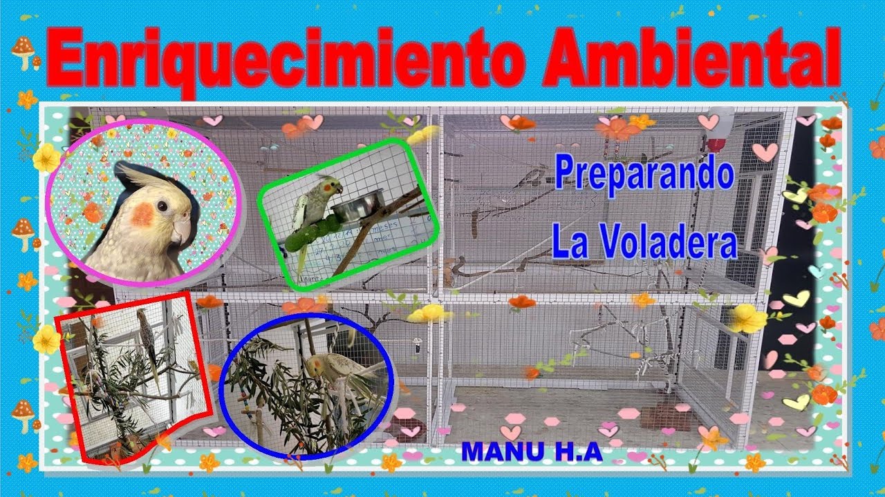Preparando la voladera, enriquecimiento ambiental para Psitácidas