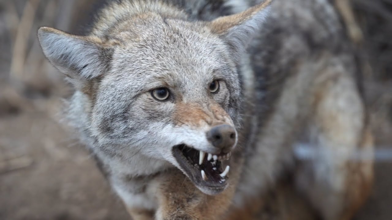 Kansas trapping 2020 Part II - The Management Advantage