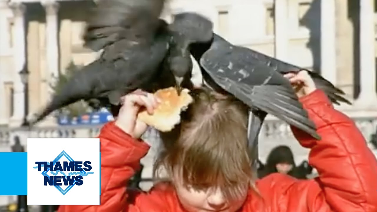 Pigeon Problems! | Thames News