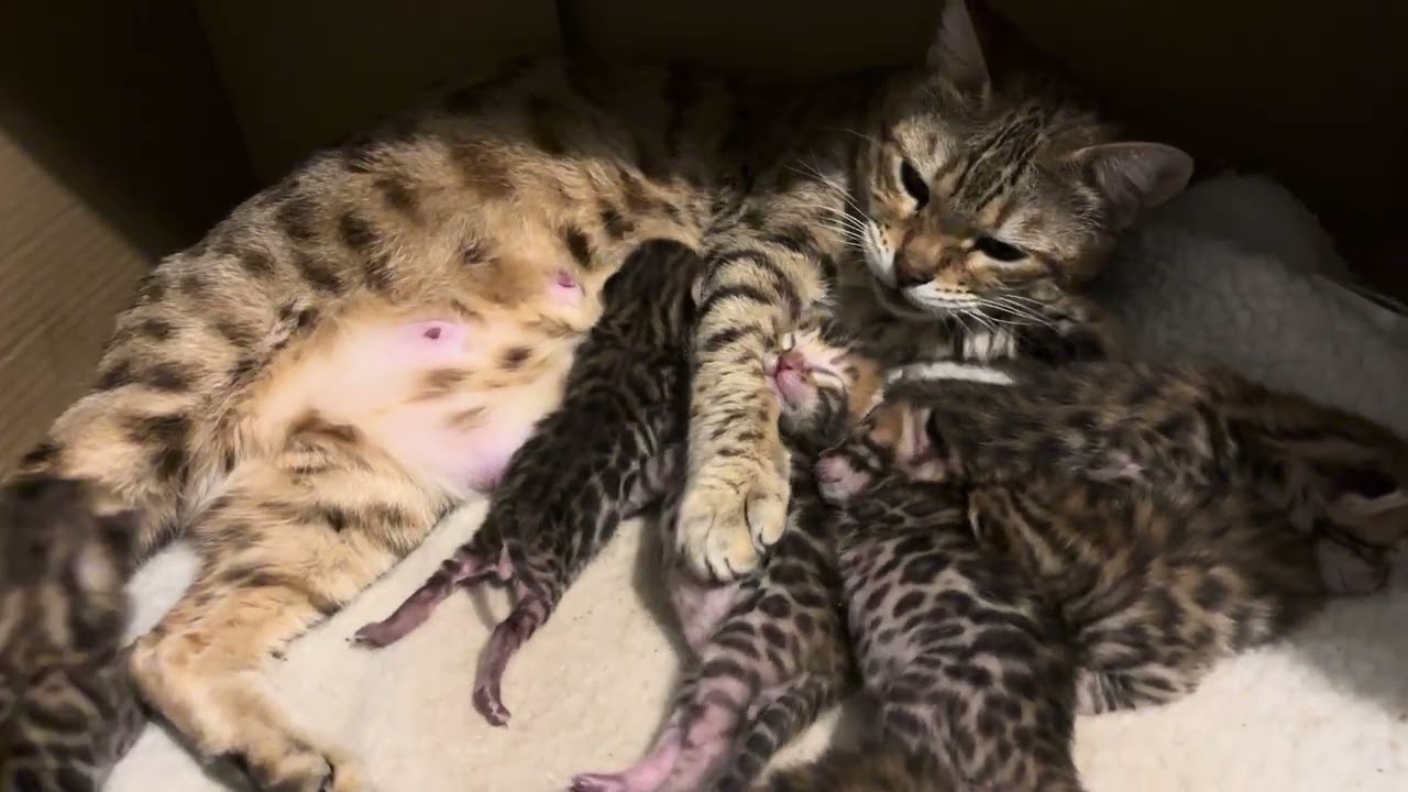 Maman Patata la bengal et ses petits chatons de 1 semaine
