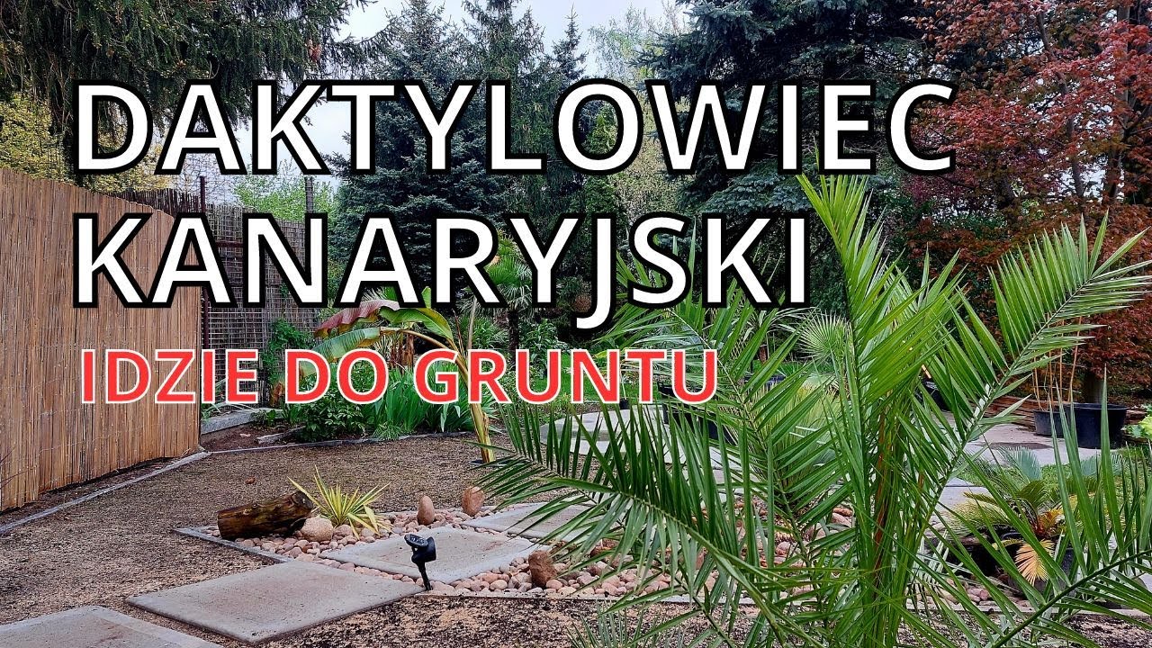 Daktylowiec kanaryjski idzie do gruntu.
