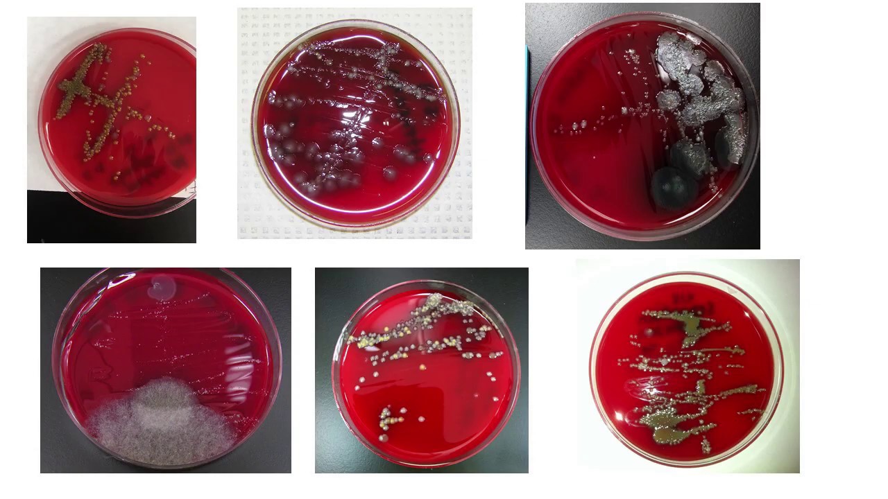 Frozen Semen for Mare Owners (Part 3)