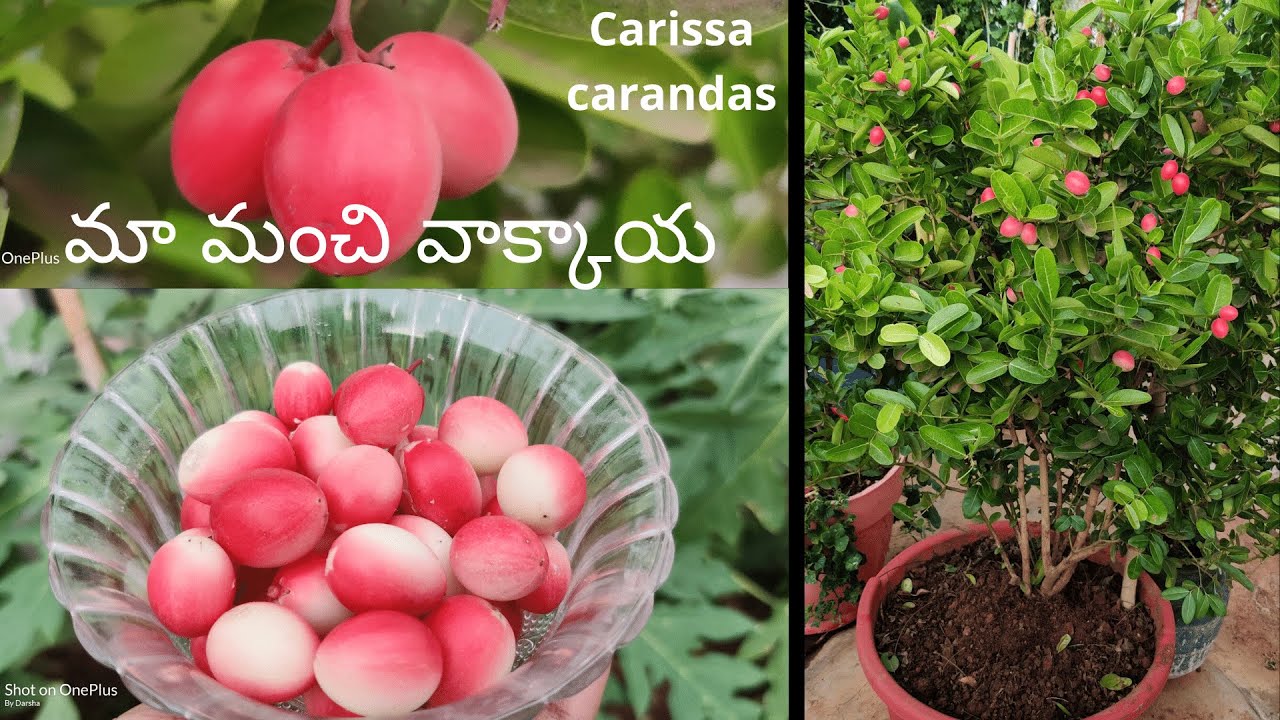 నా చిన్నప్పటి జ్ఞాపకాలు గుర్తుతెచ్చిన కలింకాయలు🍒Carissa carandas/Vakkaya/Karonda/Kalimkaya