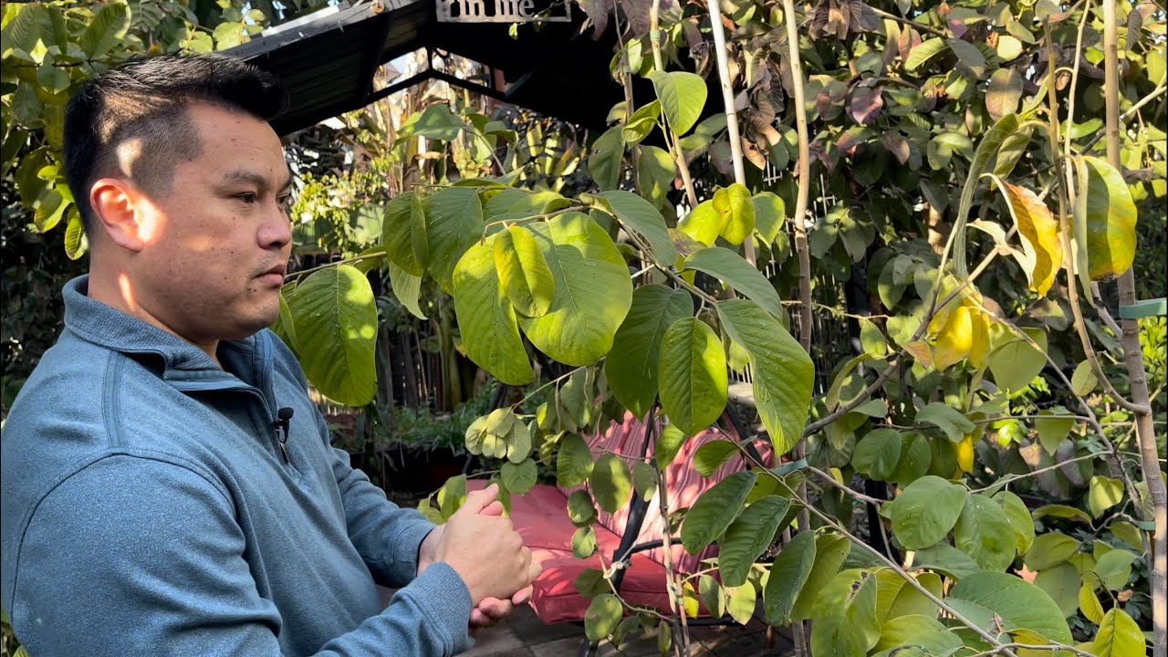 Growing Annona Fruit Trees in Cold Climate