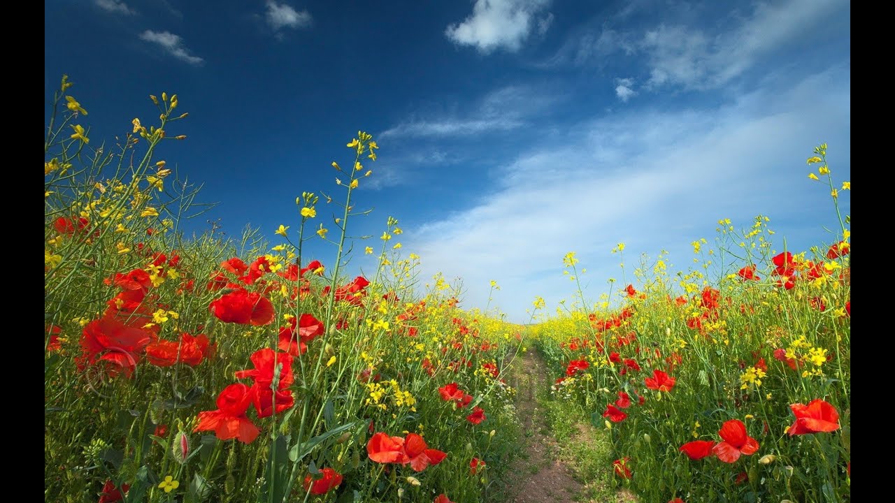 WEDDING CANTICLE :　John Rutter