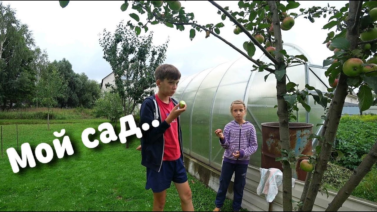 Мой сад//Выбор плодовых деревьев