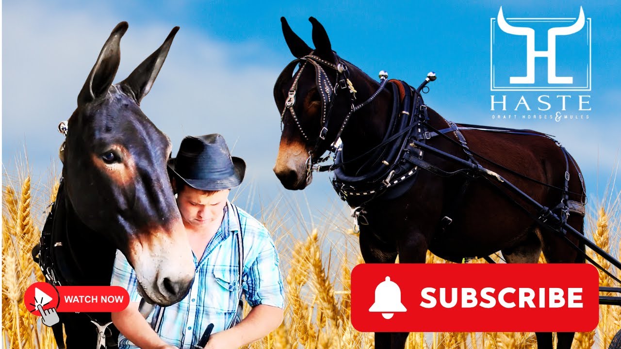 Bill is the BEST Draft mule for the Beginner Mule Owner