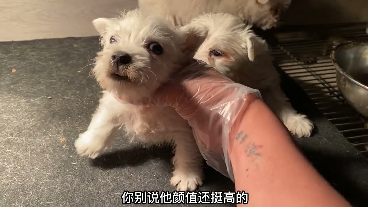 西高地白梗你们喜欢刚毛的还是喜欢软毛的