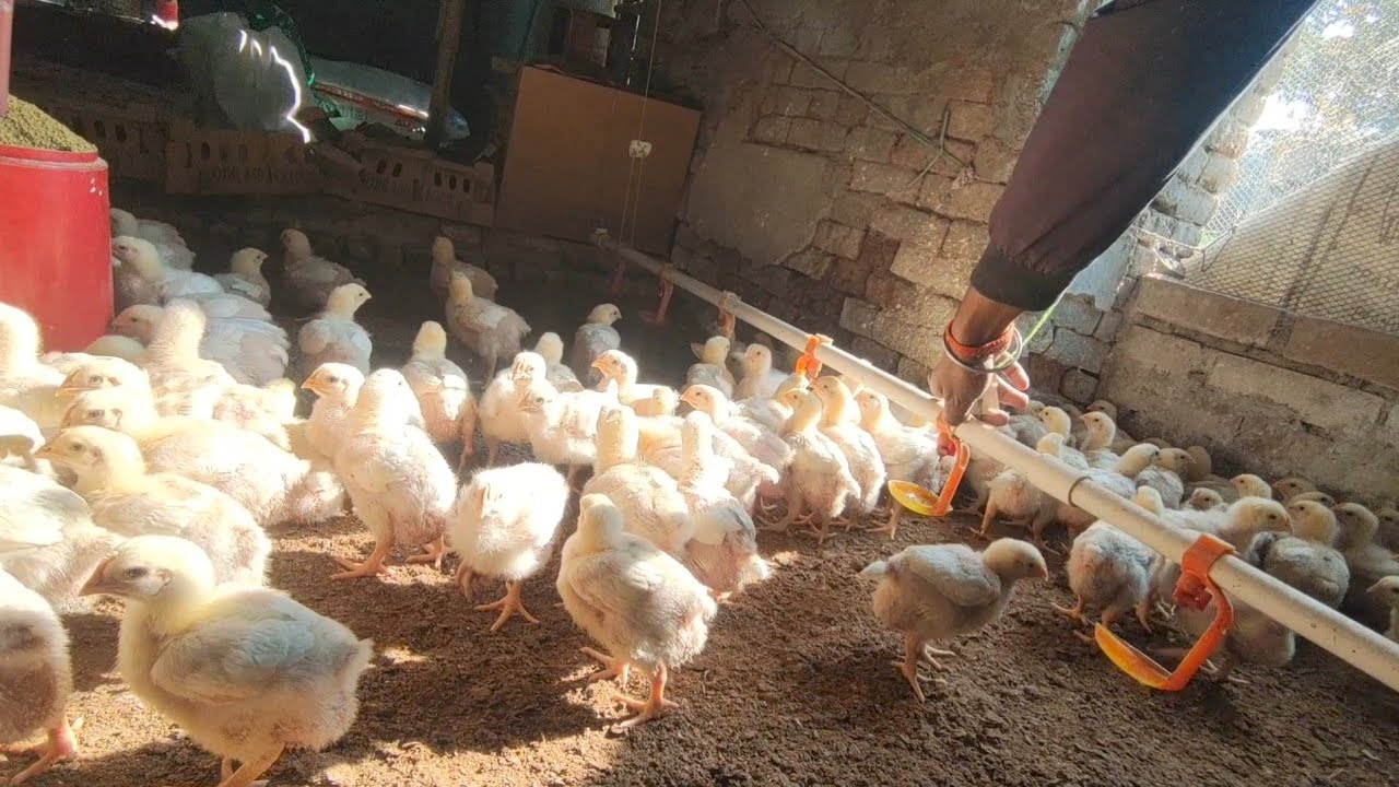 Day 5,  Few adjustments at my poultry farm
